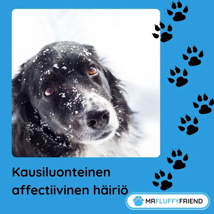 Vaikuttaako pimeä koiraasi? Näin tunnistat talvimasennuksen