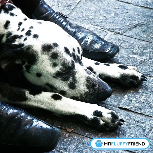 miksi koirani nukkuu jalkojeni juuressa? Nukkuva dalmatialainen omistajansa jalkojen vieressä