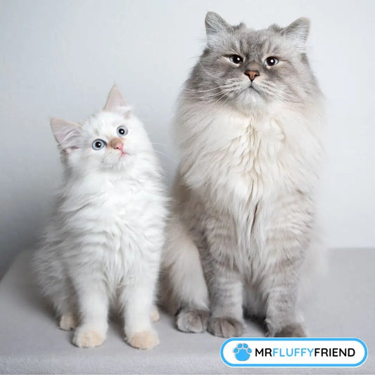 Kissankpentu ja kissa vierekkäin – näyttää siltä, että vanhempi kissa alkaa hyväksyä uuden tulokkaan.