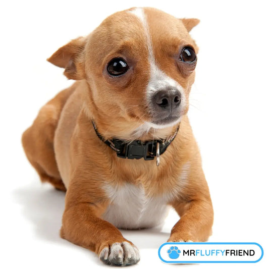 Pieni, vaaleanruskea koira huolestuneena makaa valkoisella taustalla esitellen koiran eroahdistusta