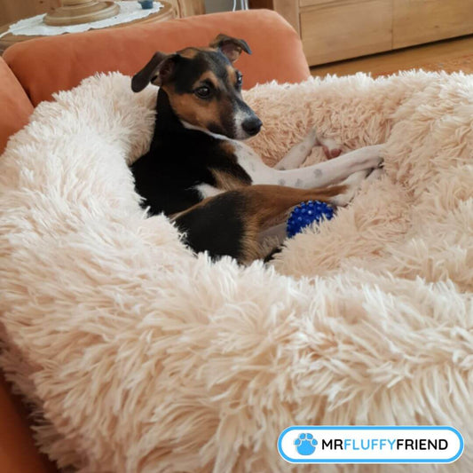 Ahdistusta lievittävä lemmikkisänky