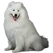  Dog Koko: 2XL
