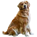  Dog Koko: 3XL
