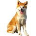  Dog Koko: 4XL