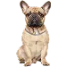  Dog Koko: L