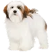  Dog Koko: M