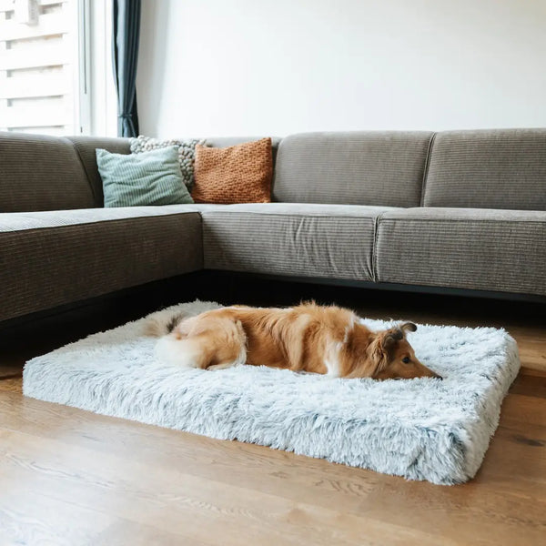 Saako lemmikkisi tarvitsemansa tuen?