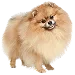  Dog Koko: S