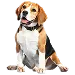  Dog Koko: XL