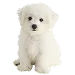  Dog Koko: XS